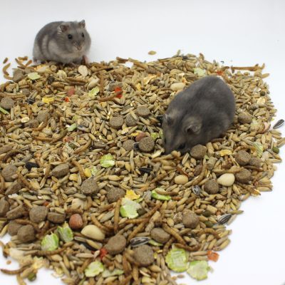 Jyvis Kääpiöhamsteri jyrsijän täysrehu